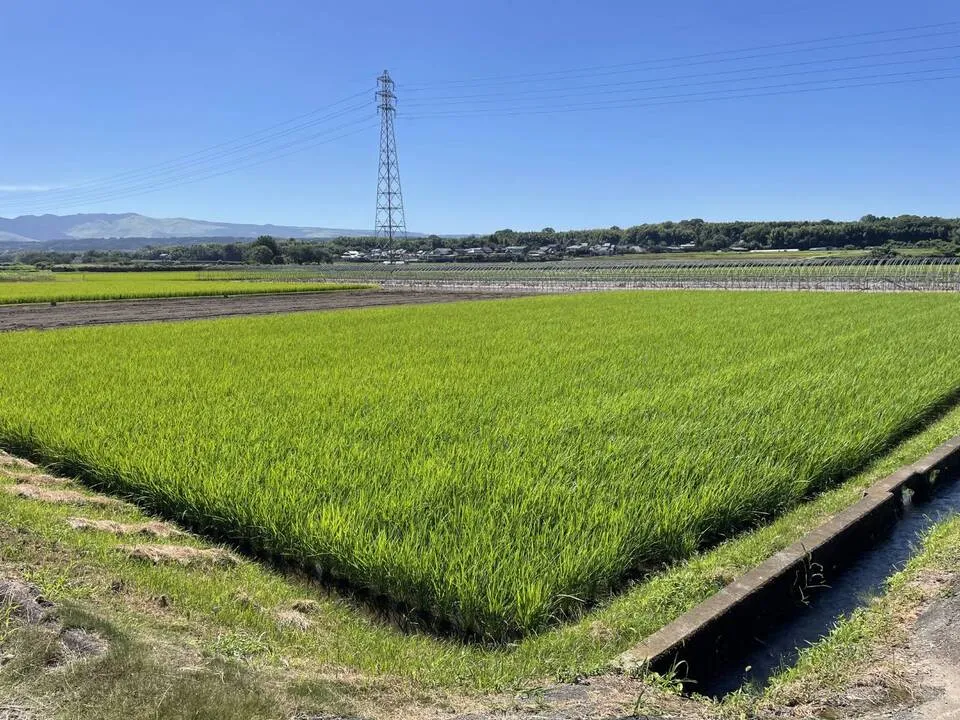 稲の生育状況